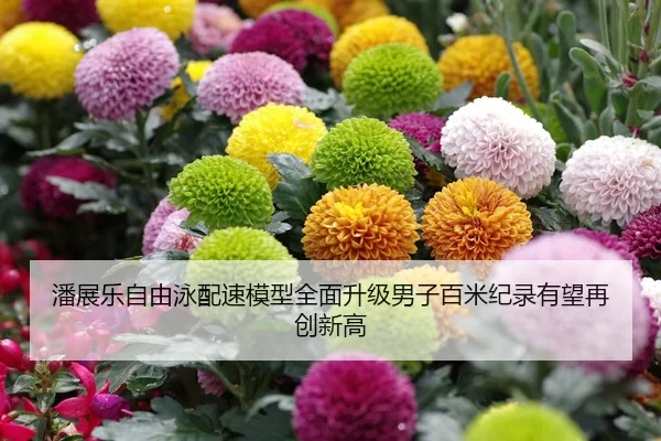 潘展乐自由泳配速模型全面升级男子百米纪录有望再创新高